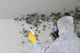 Best Mold Removal for HVAC Installations in Blue Ridge, GA